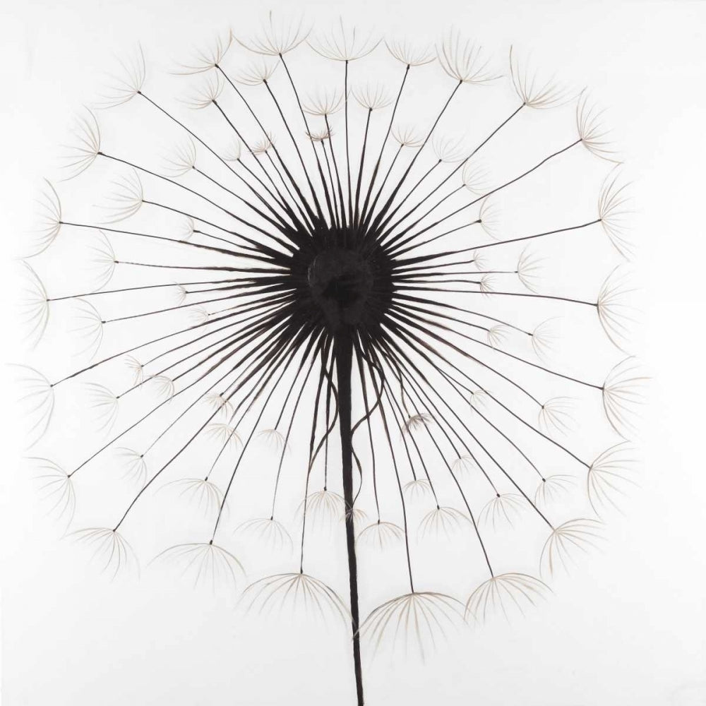 Dandelion Poster Print by Atelier B Art Studio-VARPDXBEGFLO188 Image 2