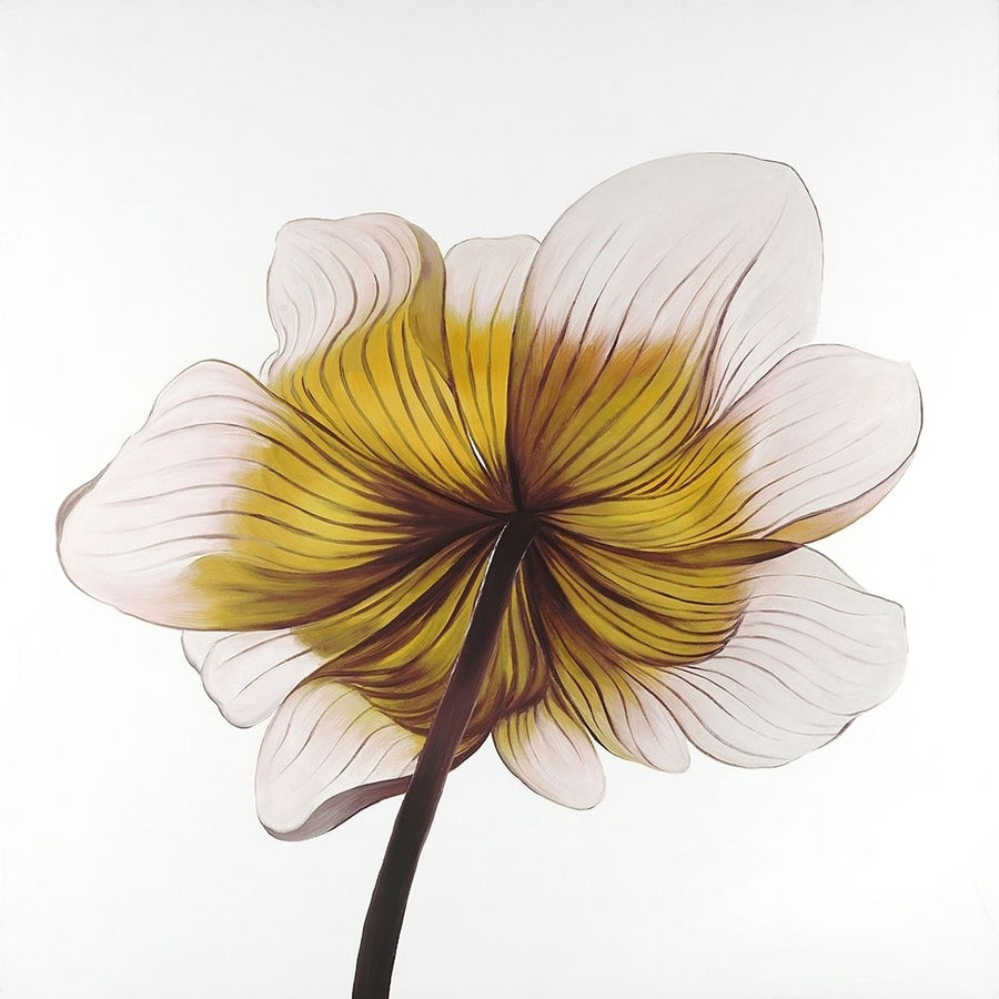 Beautiful anemone yellow flower Poster Print by Atelier B Art Studio Atelier B Art Studio-VARPDXBEGFLO1952 Image 1