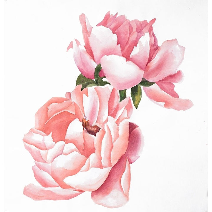 Two Pink Watercolor Roses Poster Print by Atelier B Art Studio-VARPDXBEGFLO232 Image 1