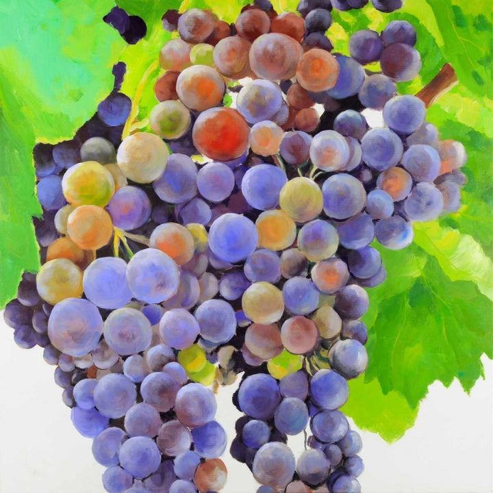 Bunch of Grapes Poster Print by Atelier B Art Studio-VARPDXBEGGAS69 Image 1