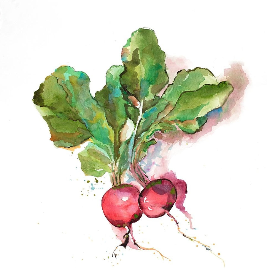 Watercolor Radish Poster Print by Atelier B Art Studio-VARPDXBEGGAS81 Image 1