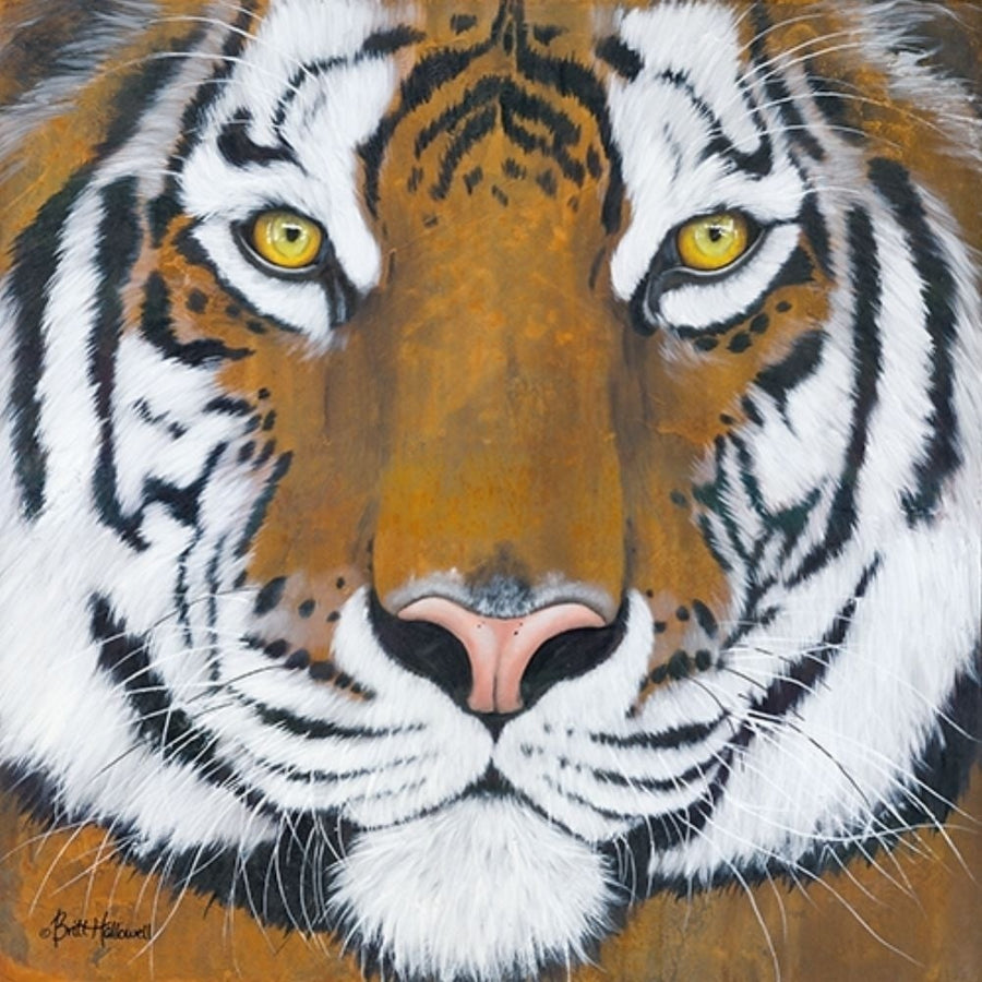 Tiger Gaze Poster Print by Britt Hallowell-VARPDXBHAR464 Image 1