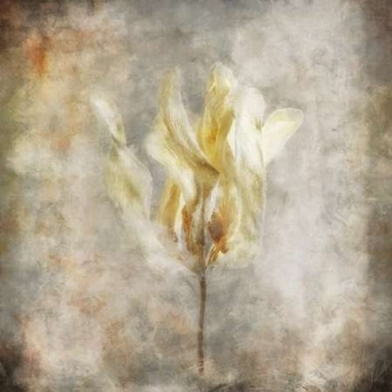 Sepia Bloom I Poster Print by John Bingham-VARPDXBI095A Image 2