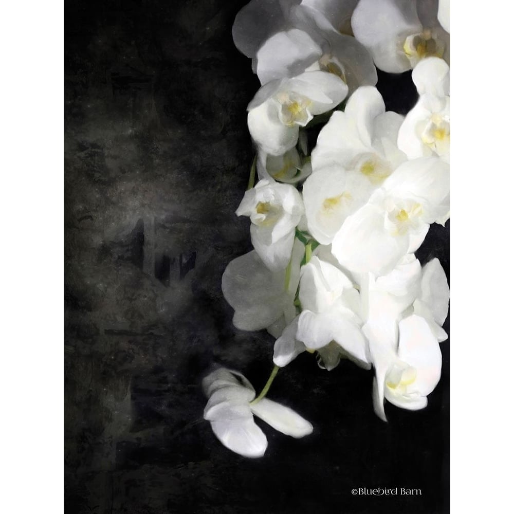 Contemporary White Orchids Poster Print by Bluebird Barn Bluebird Barn-VARPDXBLUE240 Image 1