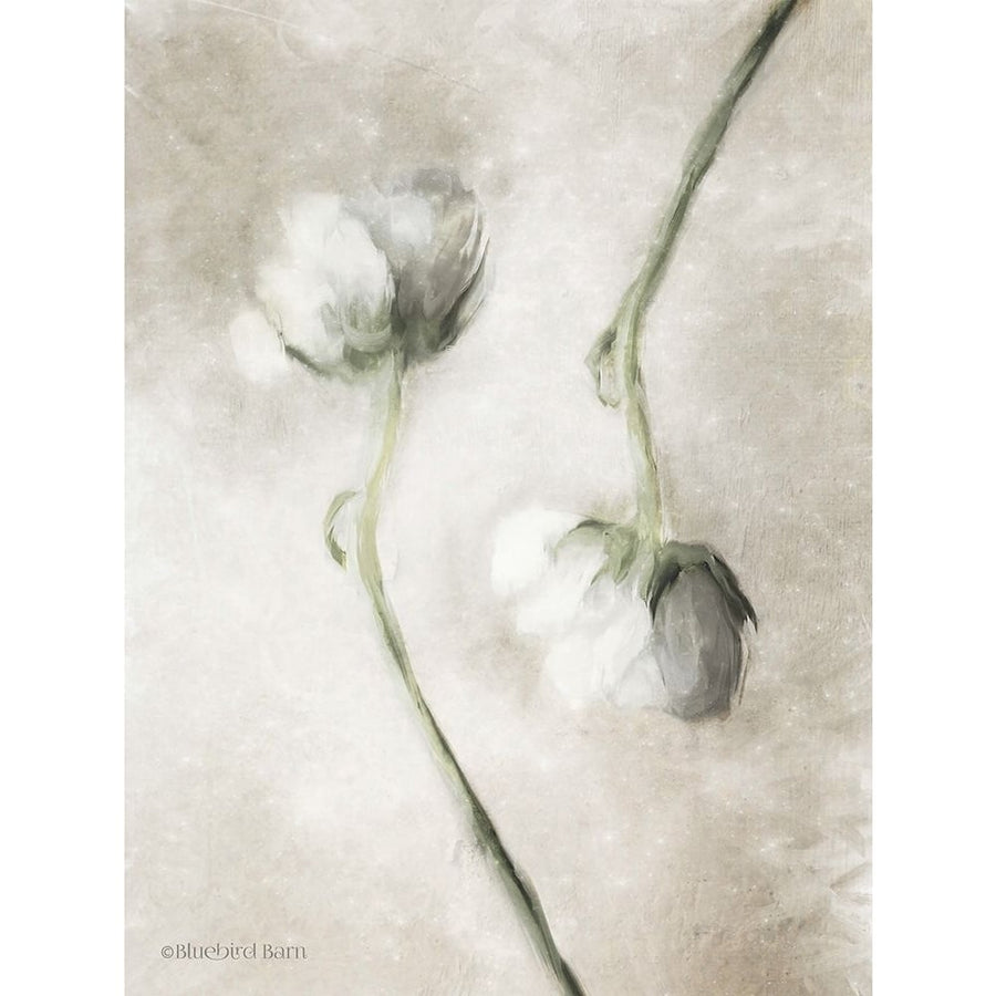 Blush Ranunculus Duo Poster Print by Bluebird Barn Bluebird Barn-VARPDXBLUE185 Image 1