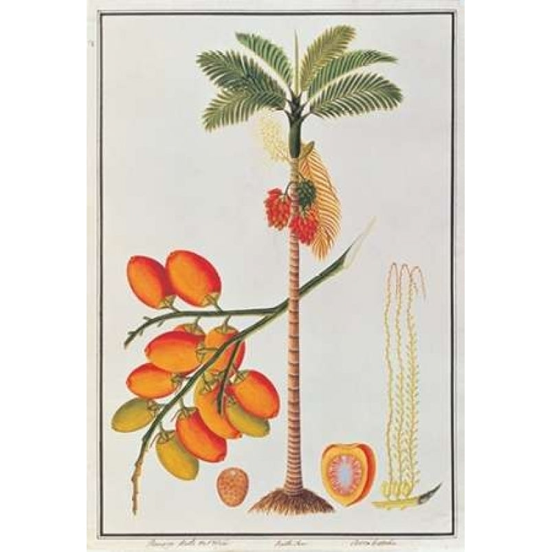 Penang Betle Nut Tree Poster Print by 19th C Anonymous-VARPDXBM05 Image 1