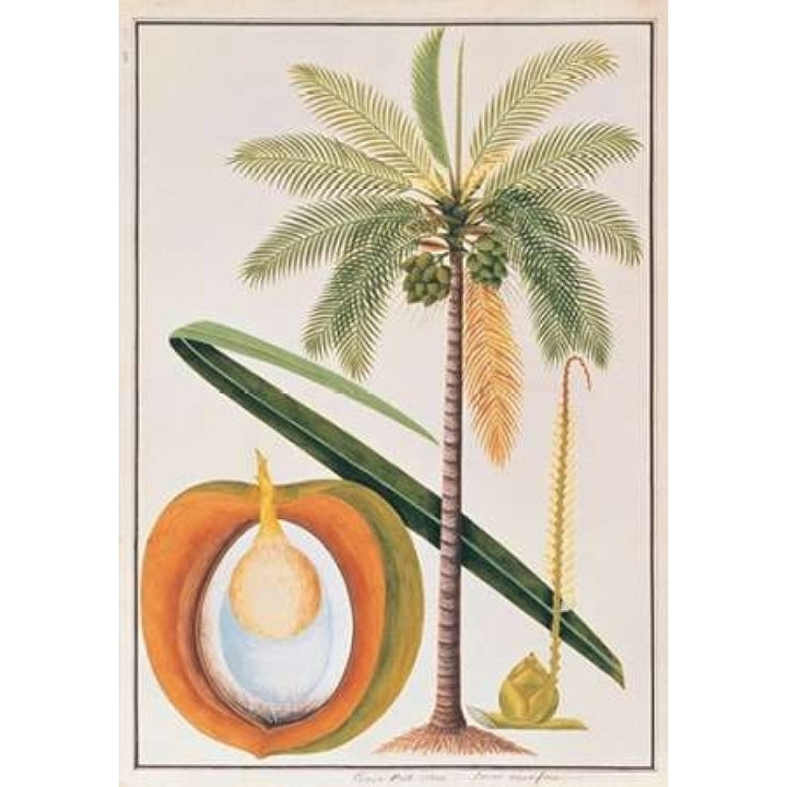 Coconut Palm Poster Print by 19th C Anonymous-VARPDXBM08 Image 2