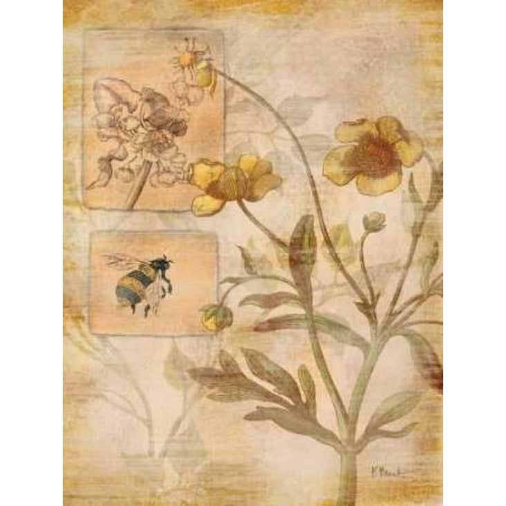 Flora Bumble Bee Poster Print by Paul Brent-VARPDXBNT176 Image 1