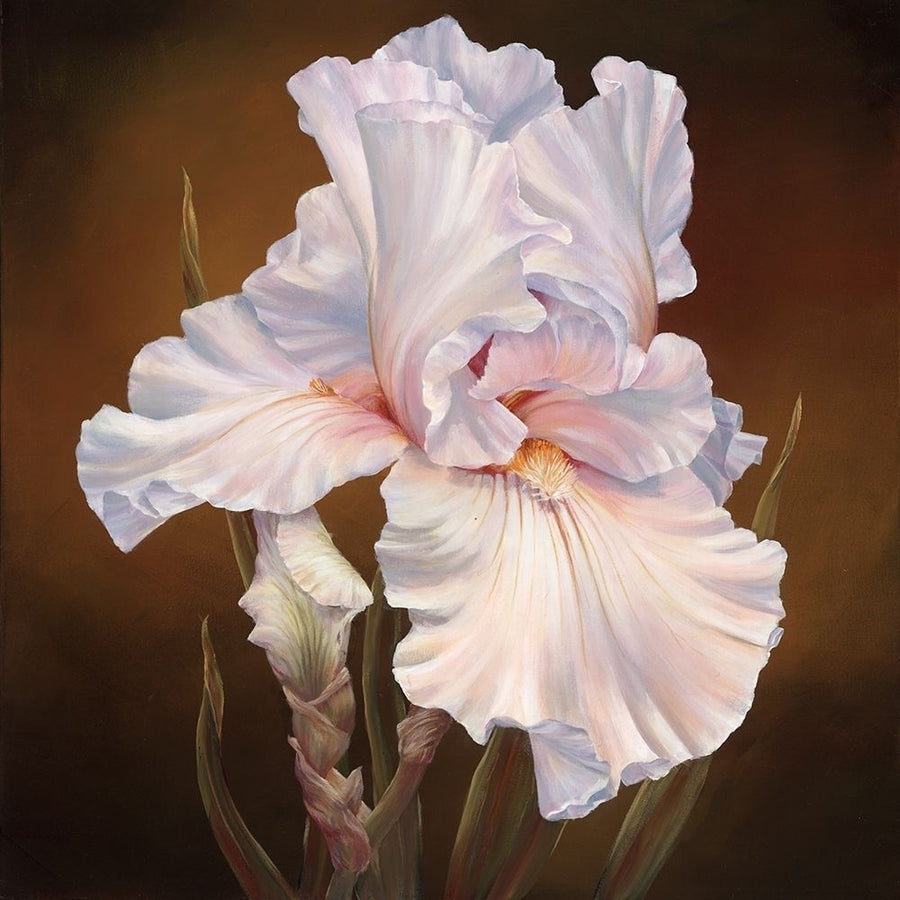 White Iris II Poster Print by Marianne Broome-VARPDXBR049A Image 1