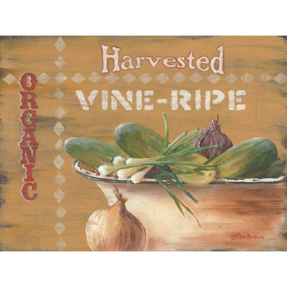 Vine Ripe Poster Print by Pam Britton-VARPDXBR393 Image 1