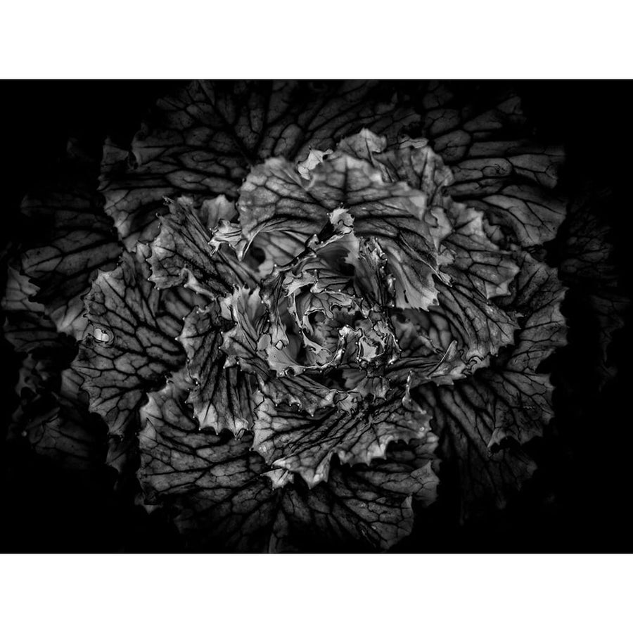 Black And White Flower Cabbage Poster Print by Brian Carson-VARPDXBRC117424 Image 1