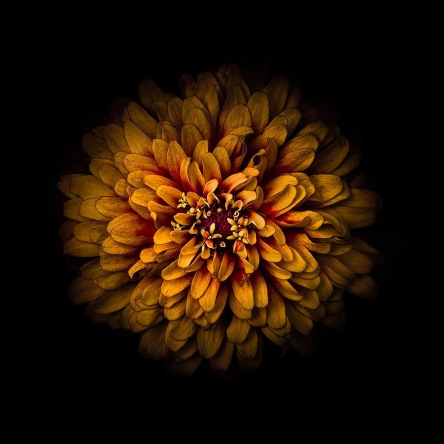 Orange Zinnia Poster Print by Brian Carson-VARPDXBRC117455 Image 1