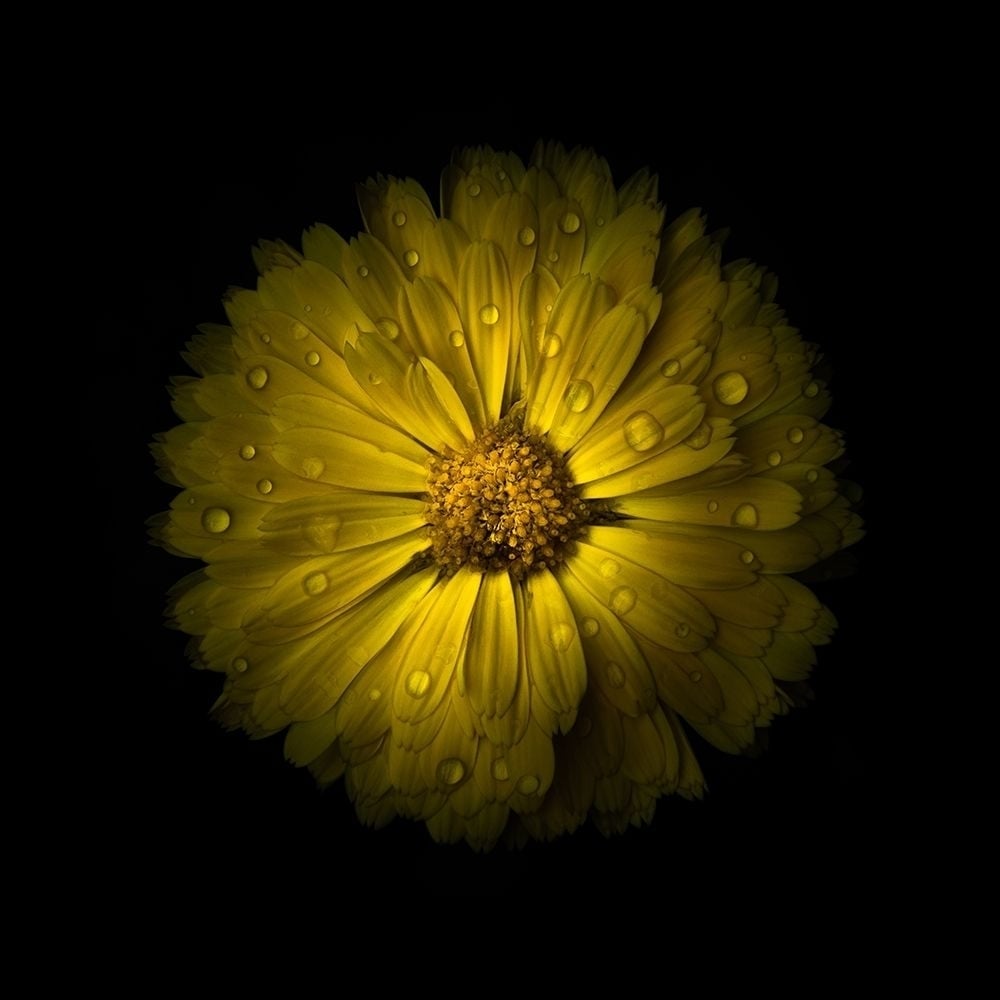 Yellow Daisy Mum Poster Print by Brian Carson-VARPDXBRC117492 Image 1