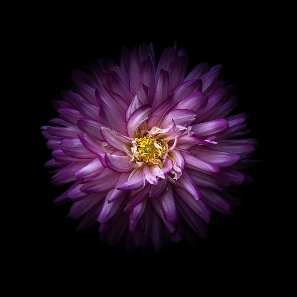 Purple Mum Poster Print by Brian Carson-VARPDXBRC117461 Image 1