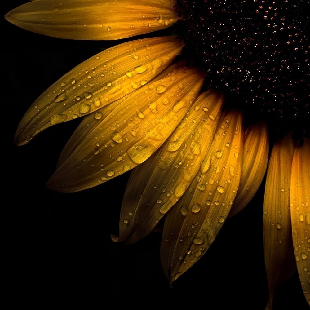 Sunflower Detail Poster Print by Brian Carson-VARPDXBRC117465 Image 1