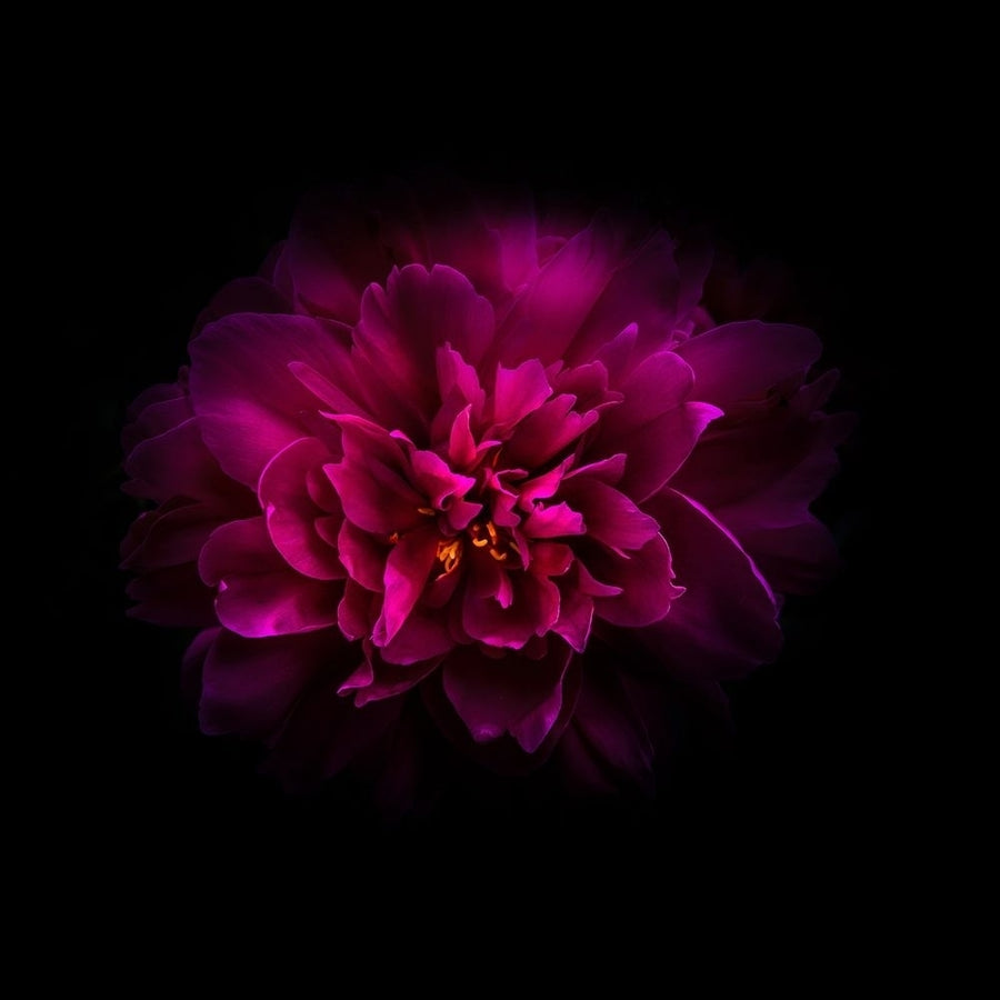 Red Peony Poster Print by Brian Carson-VARPDXBRC117464 Image 1