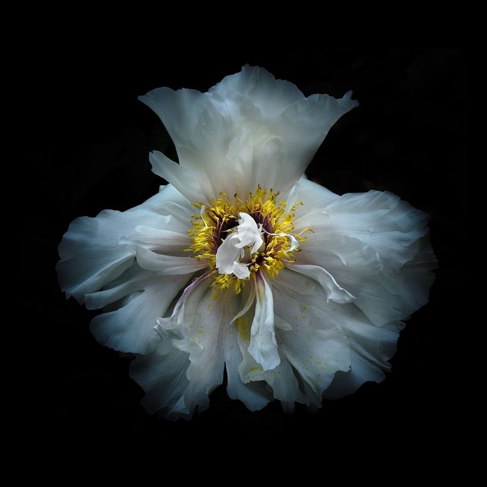 White Peony Poster Print by Brian Carson-VARPDXBRC117477 Image 1