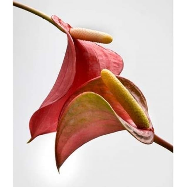 Anthurium 2 Poster Print by Barry Seidman-VARPDXBSRC002A Image 1