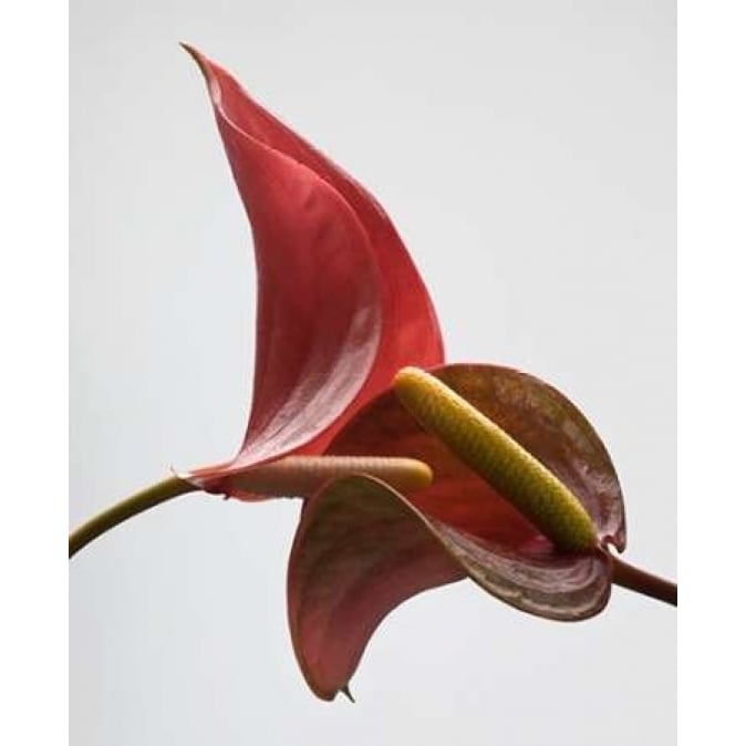 Anthurium 3 Poster Print by Barry Seidman-VARPDXBSRC002B Image 1