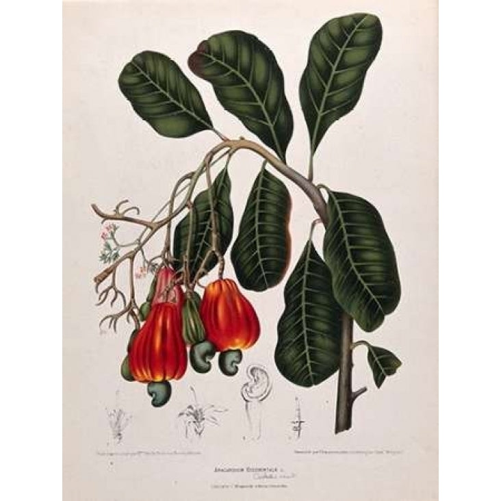 Cashew Nut Poster Print by Madame Van Nooten-VARPDXBVN27 Image 1