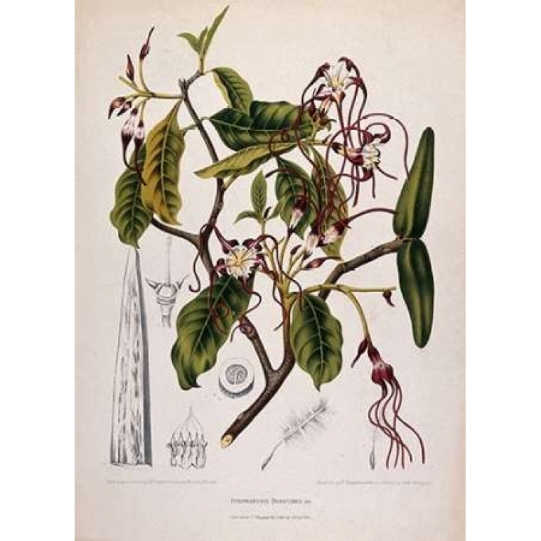 Twisted Cord Flower Poster Print by Madame Van Nooten-VARPDXBVN30 Image 2