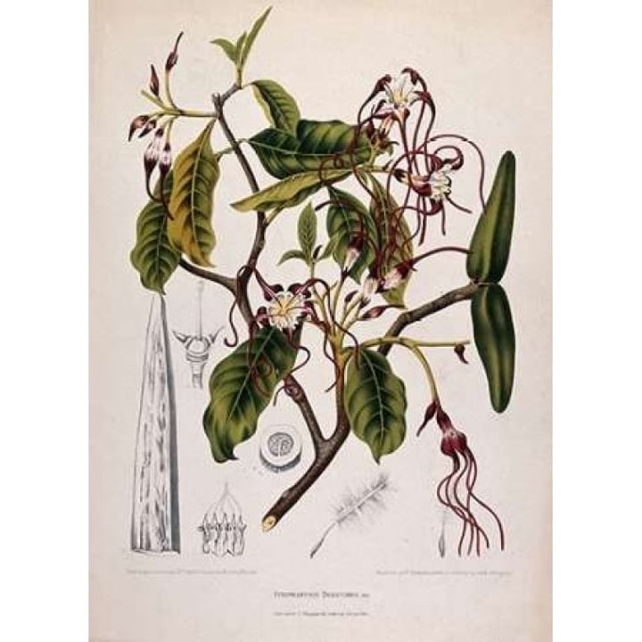 Twisted Cord Flower Poster Print by Madame Van Nooten-VARPDXBVN30 Image 1