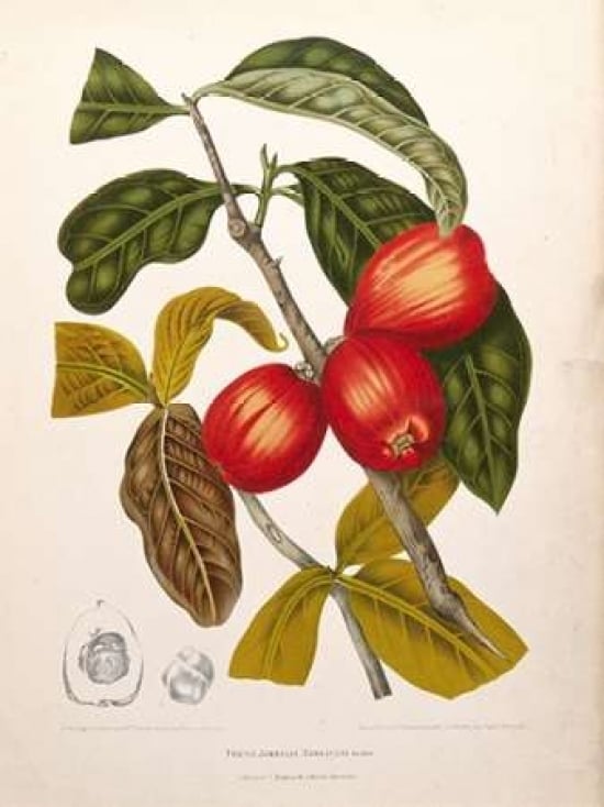 Rose Apple fruiting Poster Print by Madame Van Nooten-VARPDXBVN32 Image 1