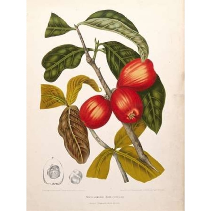 Rose Apple fruiting Poster Print by Madame Van Nooten-VARPDXBVN32 Image 2