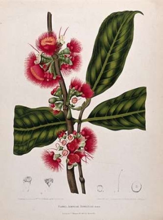 Rose Apple flowering Poster Print by Madame Van Nooten-VARPDXBVN34 Image 1