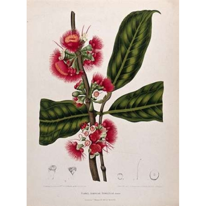 Rose Apple flowering Poster Print by Madame Van Nooten-VARPDXBVN34 Image 2