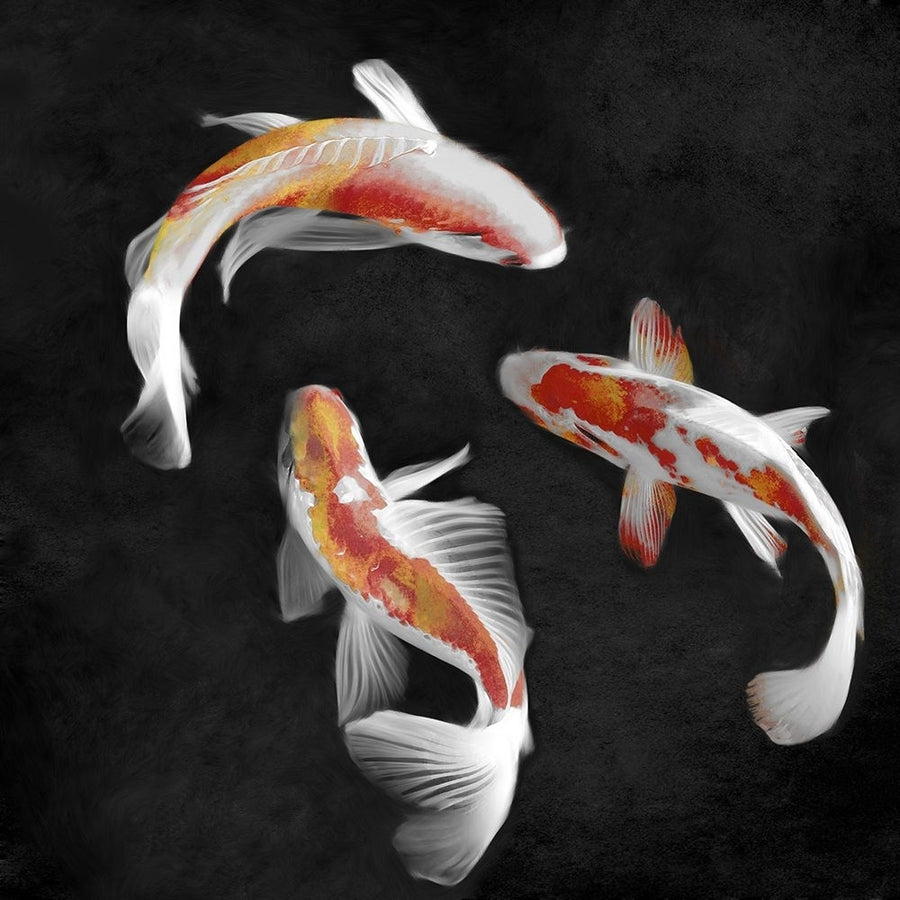 Koi on Black I Poster Print - Madeline Blake-VARPDXBY118211 Image 1