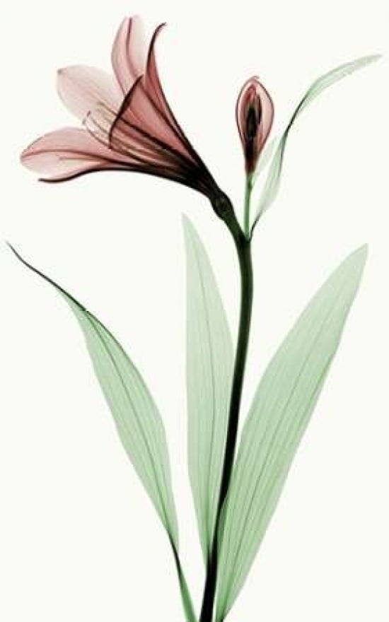 Lily I Poster Print by Robert Coop-VARPDXC1031D Image 1