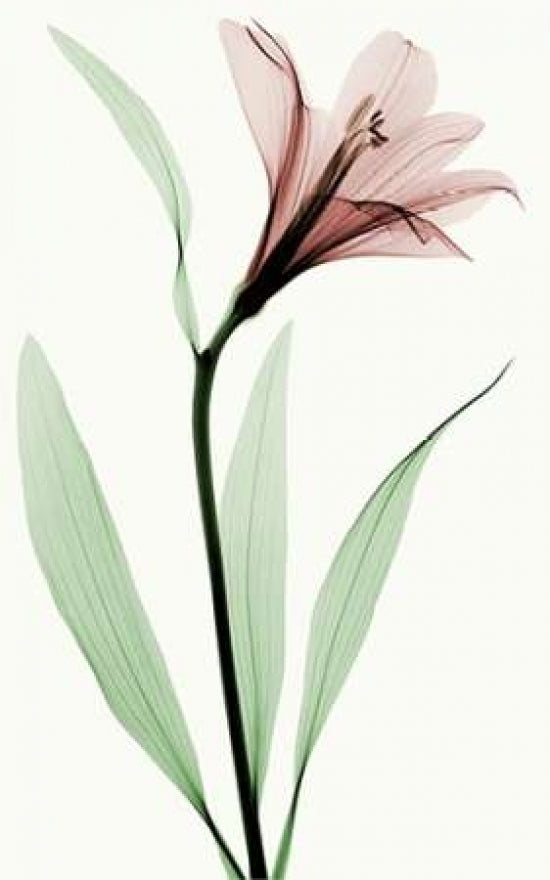 Lily II Poster Print by Robert Coop-VARPDXC1032D Image 1