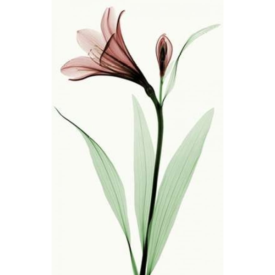 Lily I Poster Print by Robert Coop-VARPDXC1031D Image 2