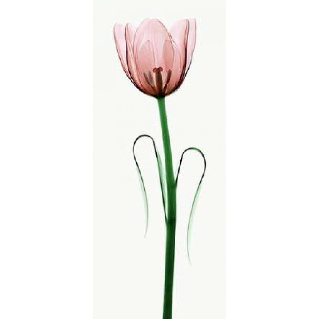 Tulip I Poster Print by Robert Coop-VARPDXC1036D Image 1