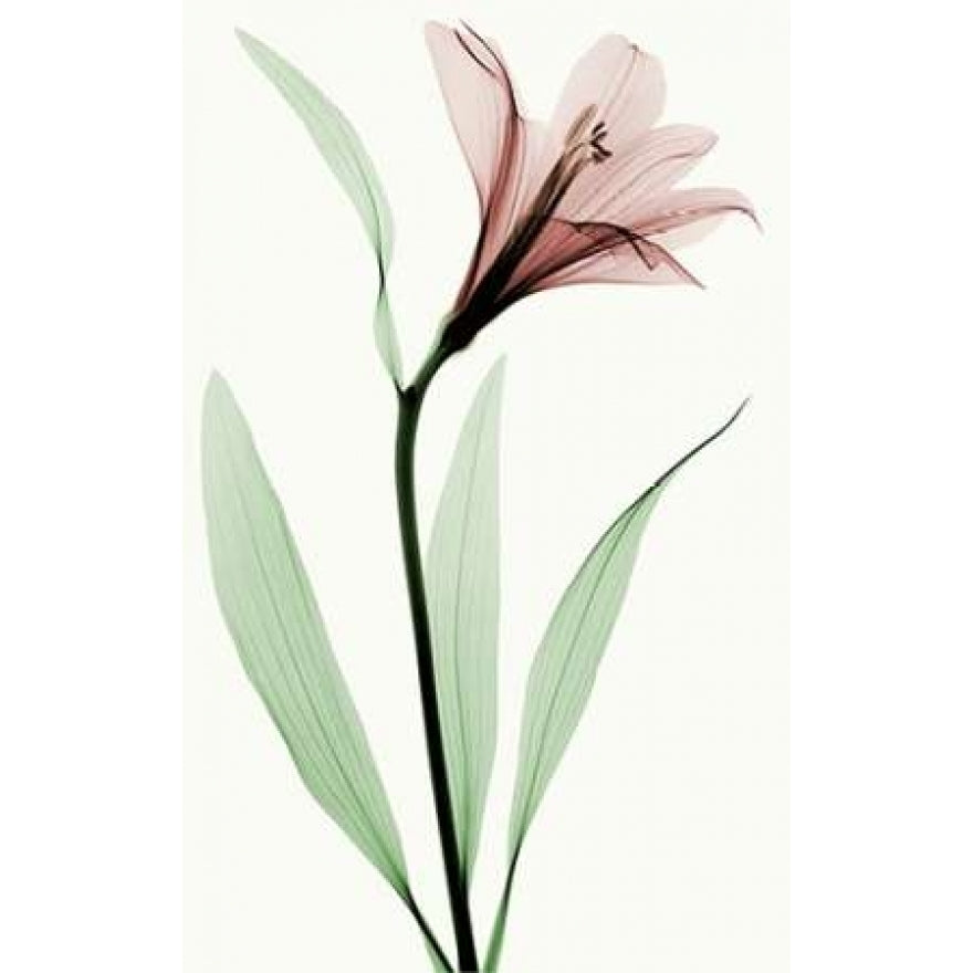 Lily II Poster Print by Robert Coop-VARPDXC1032D Image 2