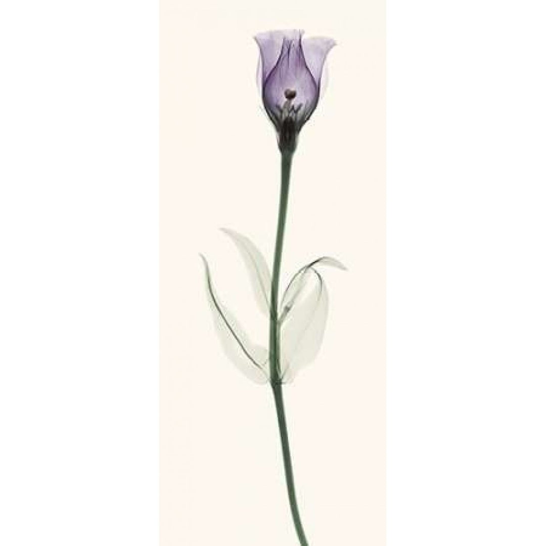 Lisianthus Poster Print by Robert Coop-VARPDXC1033D Image 2