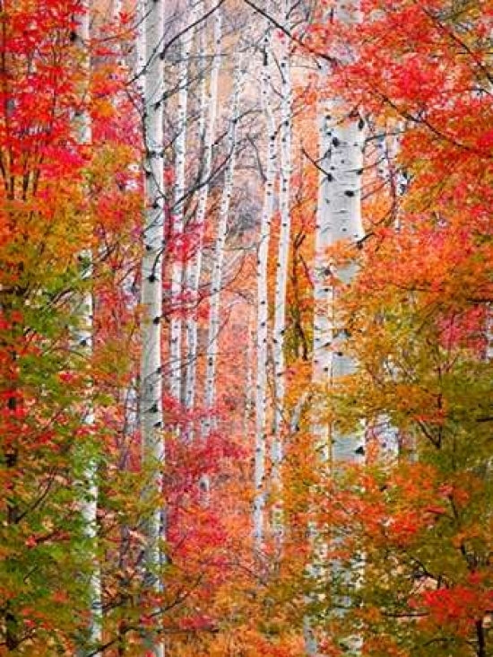 Autumn Passage Poster Print by Elizabeth Carmel-VARPDXC1039D Image 1