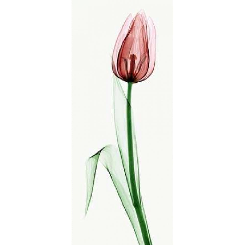 Tulip II Poster Print by Robert Coop-VARPDXC1037D Image 2