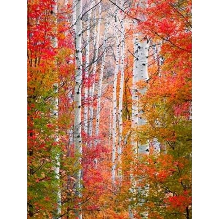 Autumn Passage Poster Print by Elizabeth Carmel-VARPDXC1039D Image 2