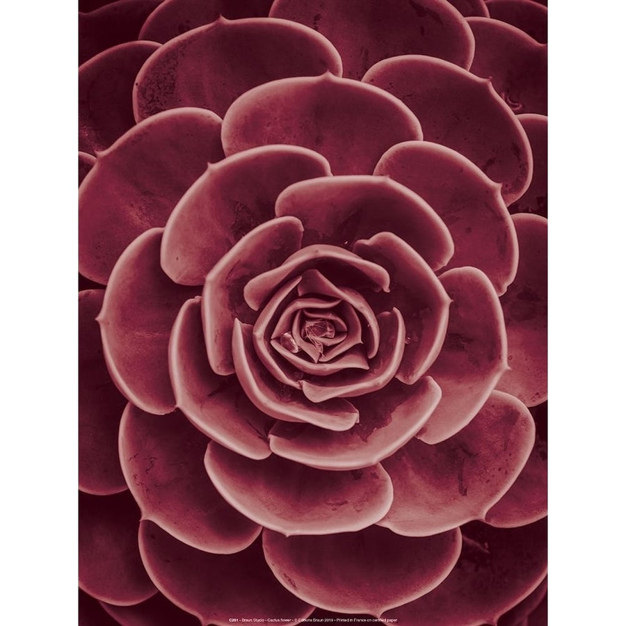 Cactus flower Poster Print by Braun Studio Braun Studio-VARPDXC281 Image 1