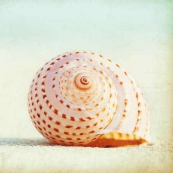 Seashell Voices Poster Print by Carolyn Cochrane-VARPDXC841D Image 2