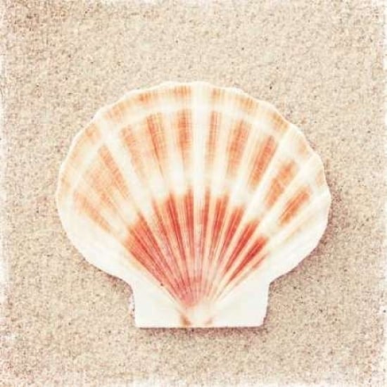 Scallop Shell Poster Print by Carolyn Cochrane-VARPDXC840D Image 1