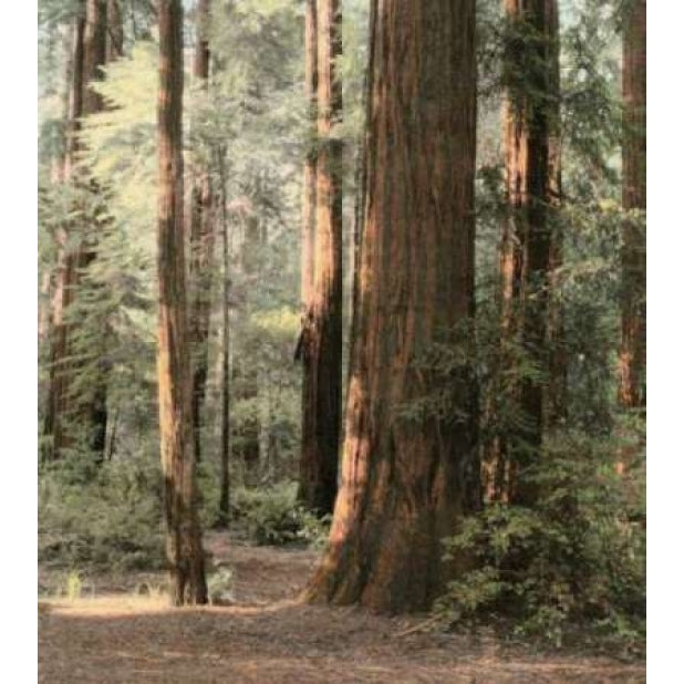 Redwoods 2 Poster Print by Laura Culver-VARPDXC861D Image 2