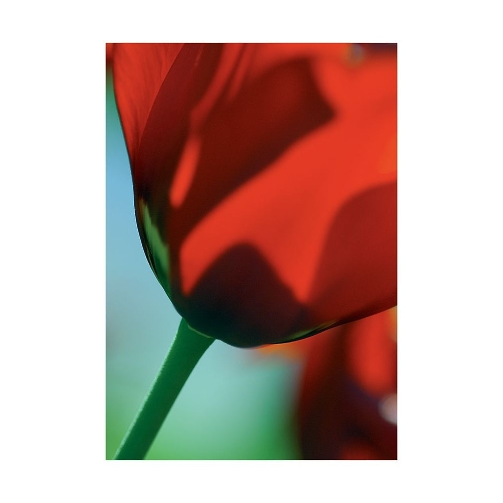 Tulipe 4 Poster Print by Marc Ayrault-VARPDXCB021 Image 1