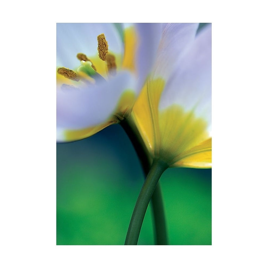 Tulipe 7 Poster Print by Marc Ayrault-VARPDXCB024 Image 1