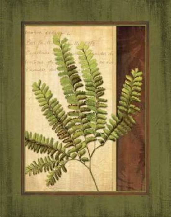 Fern Grotto II Poster Print by Delphine Corbin-VARPDXCBN027 Image 1