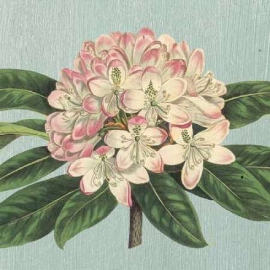 Rhododendron Poster Print by Sarah E Chilton-VARPDXCC2570 Image 1