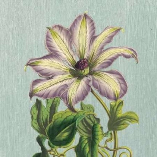 Purple Clematis Poster Print by Sarah E Chilton-VARPDXCC2568 Image 2