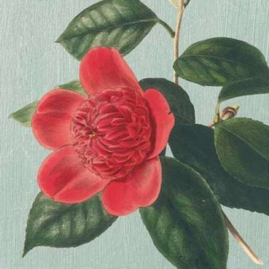 Peony Poster Print by Sarah E Chilton-VARPDXCC2569 Image 1